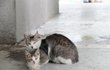 길냥이 고민 상담 좀 부탁해