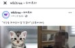 유튜버 고양이 학대 알고 계신가요 ?