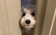 Let me in..엄마 껌딱지 골든두들 봄이