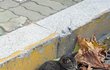 다친 고양이 근황 (금동이)