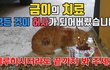 금이의 치료 모두 허사가 되어버렸습니다