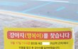 [도와주세요]애견미용실에서 한눈 판 사이에 우리 강아지를 잃어버렸습니다. 지금 6주가 넘었네요..