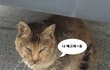 소원이의 만행