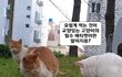 교양있는 고양이 되기