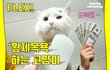 세상에서 가장 목욕잘하는 고양이