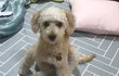강아지가 자꾸 이상하게 앉아요,,jpg