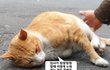 궁디팡팡 신도냥 - 궁디팡팡의 진수를 가르쳐주마