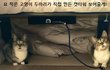 집사야 캣타워 안 사도 괜찮다!