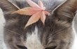 가을 고냥이