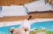 파보 건강이 소식입니다