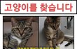 생사조차 알 수 없지만 땡큐(다솜)를 찾을 수 있게 도와주세요(청주시 비하동)