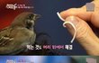동물농장 레전드...
