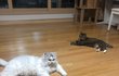 우리집 고양이