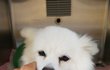 사상충 후유증을 겪고 있어요