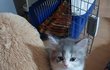 어린이로 성장중인 아기고양이 솜이