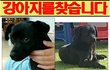강아지를 찾습니다(용인)