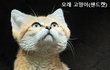 쟤는 여우!! 나는 야옹!!!!