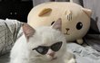 [고양이] 못된 얼굴에 그렇지 못한 태도 (유기묘입양)
