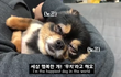 차에 치일 뻔한 1살 포메라니안 구조했더니