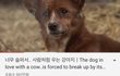 얘들아 ㄹㅇ 강아지도 이렇게 사람처럼 욺??