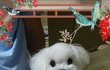 귀요미 흰둥이 보고 가세요