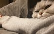 울집 냥이 사진 뿌린당 2탄 (졸림주의)
