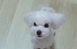 귀요미 흰둥이 보고 가세용 2번째