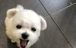 저희 집 댕댕이 구꼬미 보고 가세욥!!