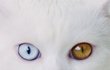 눈 마주치면 헤어나오지 못할 냥이