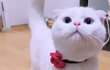 나도 고양이 보여주고 싶어 ! 4탄