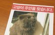 아픈 고양이 버리지 마세요.
