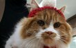 아기냥 호빵이-29