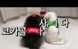 코카콜라로 변한 강아지-유튜브