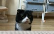 나도 고양이 보여주고 싶어 ! 5탄