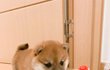 (사진폭탄)우리집 댕냥이 소개합니다 :)