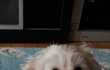 울 집 사랑둥이