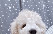 강아지 제발 버리지마세요!! 강아지 분양받으실 분!!