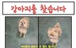 화성에서 잃어버린 포메를 찾습니다