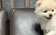우리 강아지 귀엽징