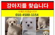 [인천/남동구/논현동/말티즈/숫컷] 디노를 찾습니다.