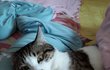고양이  안고 자는분
