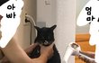 아 고양이 전래웃김 ㅋㅋㅋㅋㅋㅋ