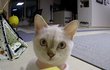 CCTV 처음 본 고양이 반응 ㅋㅋㅋㅋ