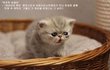 '가필드'가 영감을 받았다는 그 냥이!!