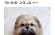 친구들아 ㅠㅠ 반려동물 보유세 반대 청원에 동의를 부탁해