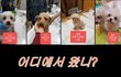번식장 아이들 추가 구조