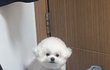 털 찐 비숑이 보고 가세요!