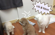 질서를 지킬 줄 아는 강아지!!!