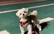 말티즈 미용(가위컷)