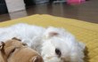 울집 막내 두부~~~~